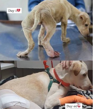 JeevSahara Foundation main dog shelter in New Delhi